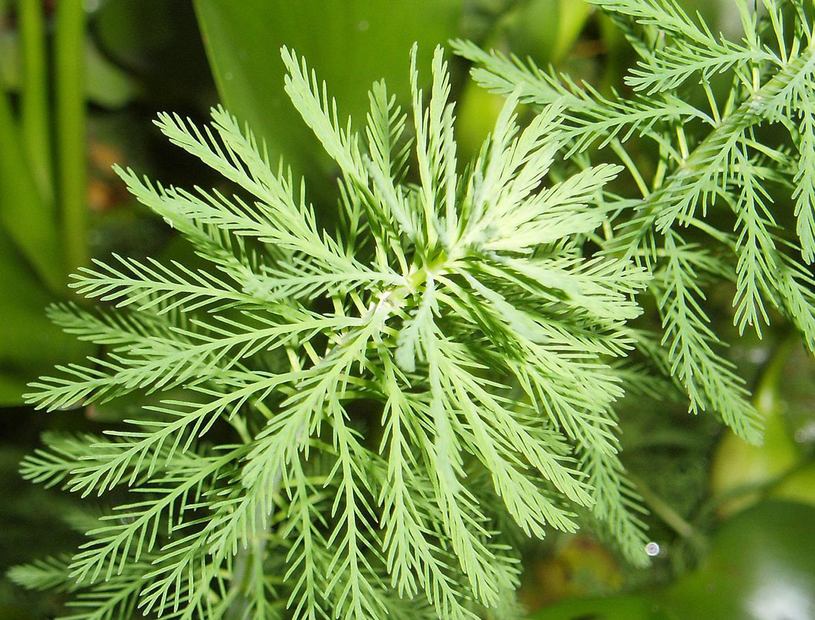 Parrot feather